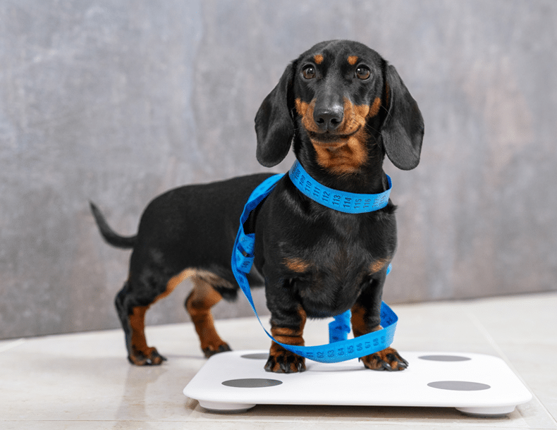 Age appropriate nutrition for dogs