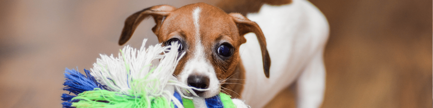 Unspayed Dog Daycare and Boarding Services in Chicago