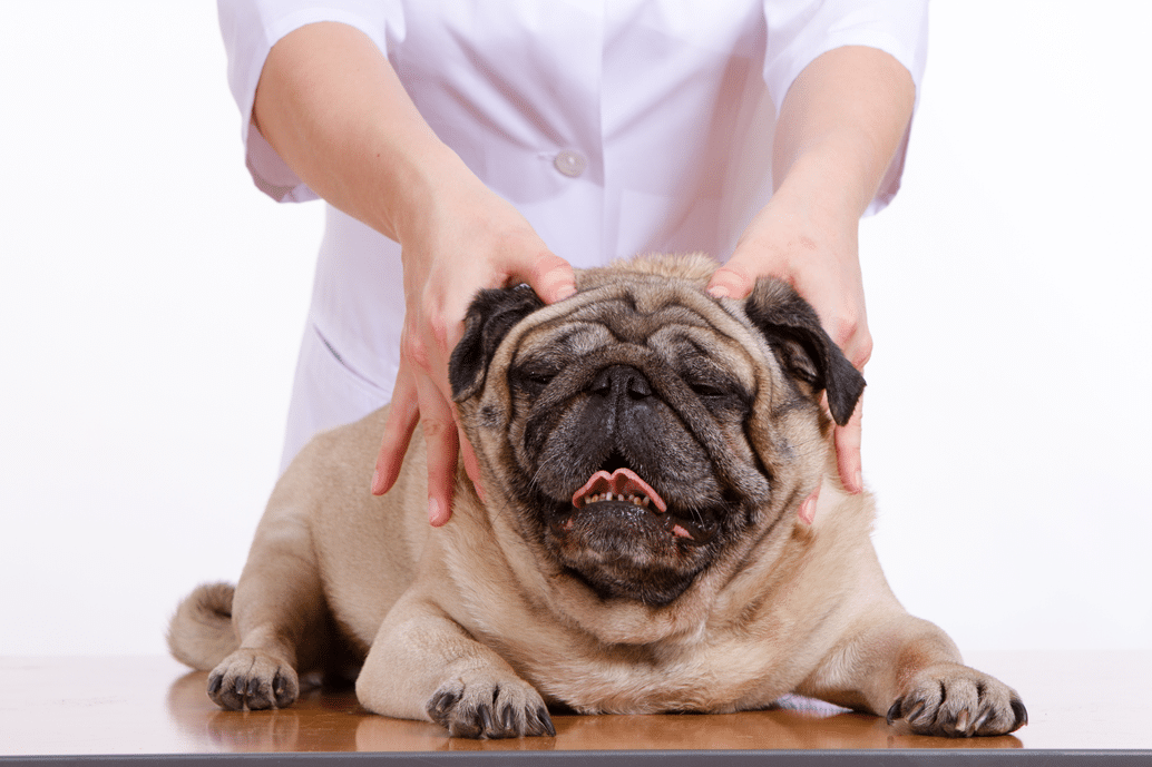 Surprising Benefits of Dog Massage