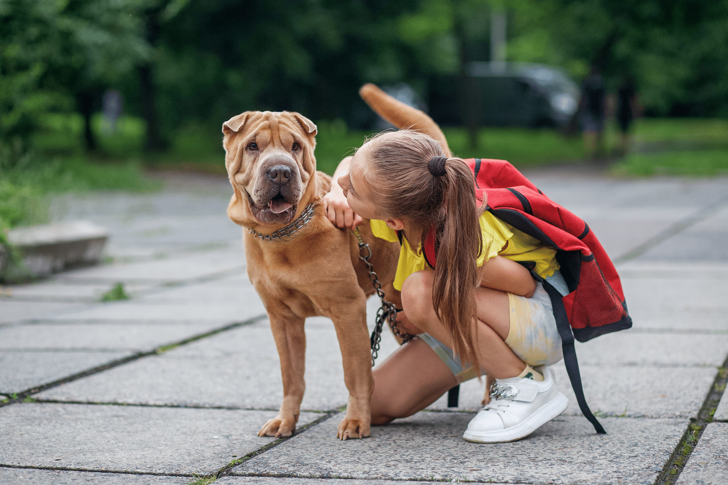 Guide to a Smooth Back to School Transition for Dogs