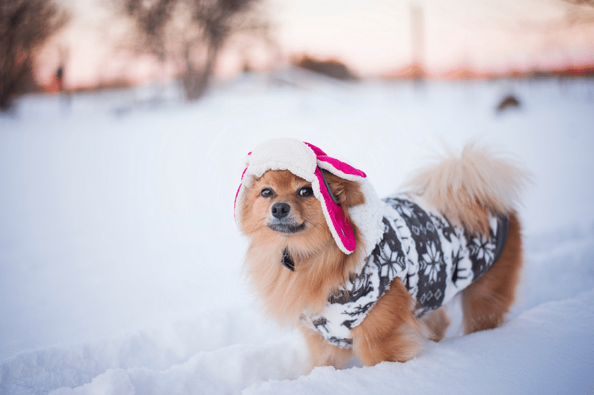 Winter Dog Care Chicago | How to Keep Your Dog Safe and happy During a Chicago Winter