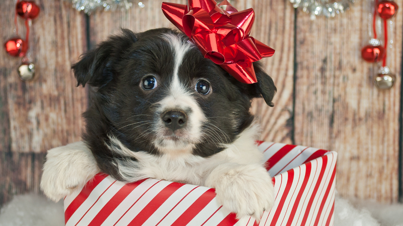 Responsible pet gifting tips