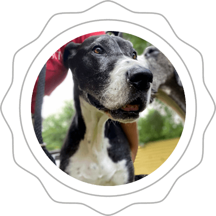 Senior Dog Daycare & Boarding in Chicago