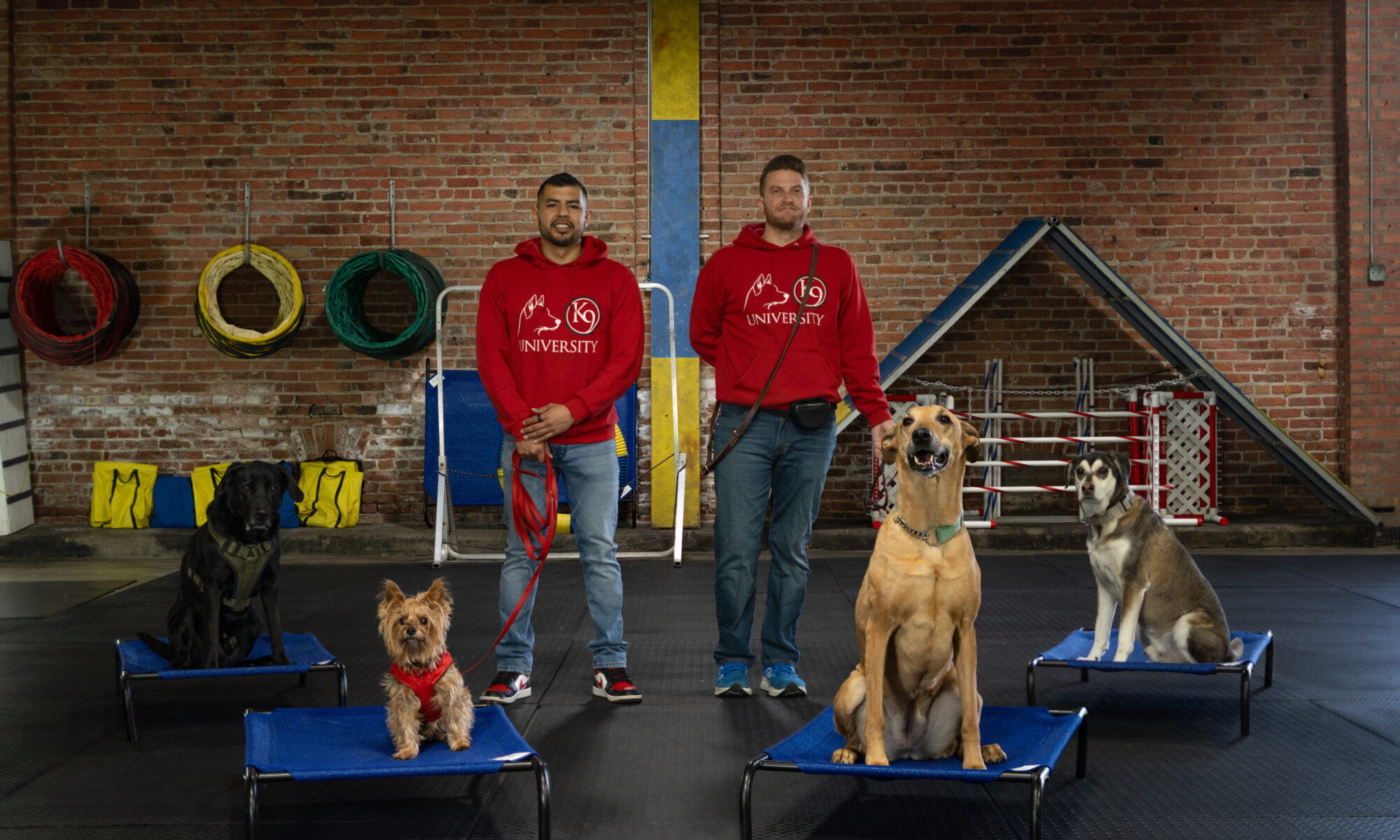 Professional dog trainer working with happy dog during successful training session at K9U Chicago facility
