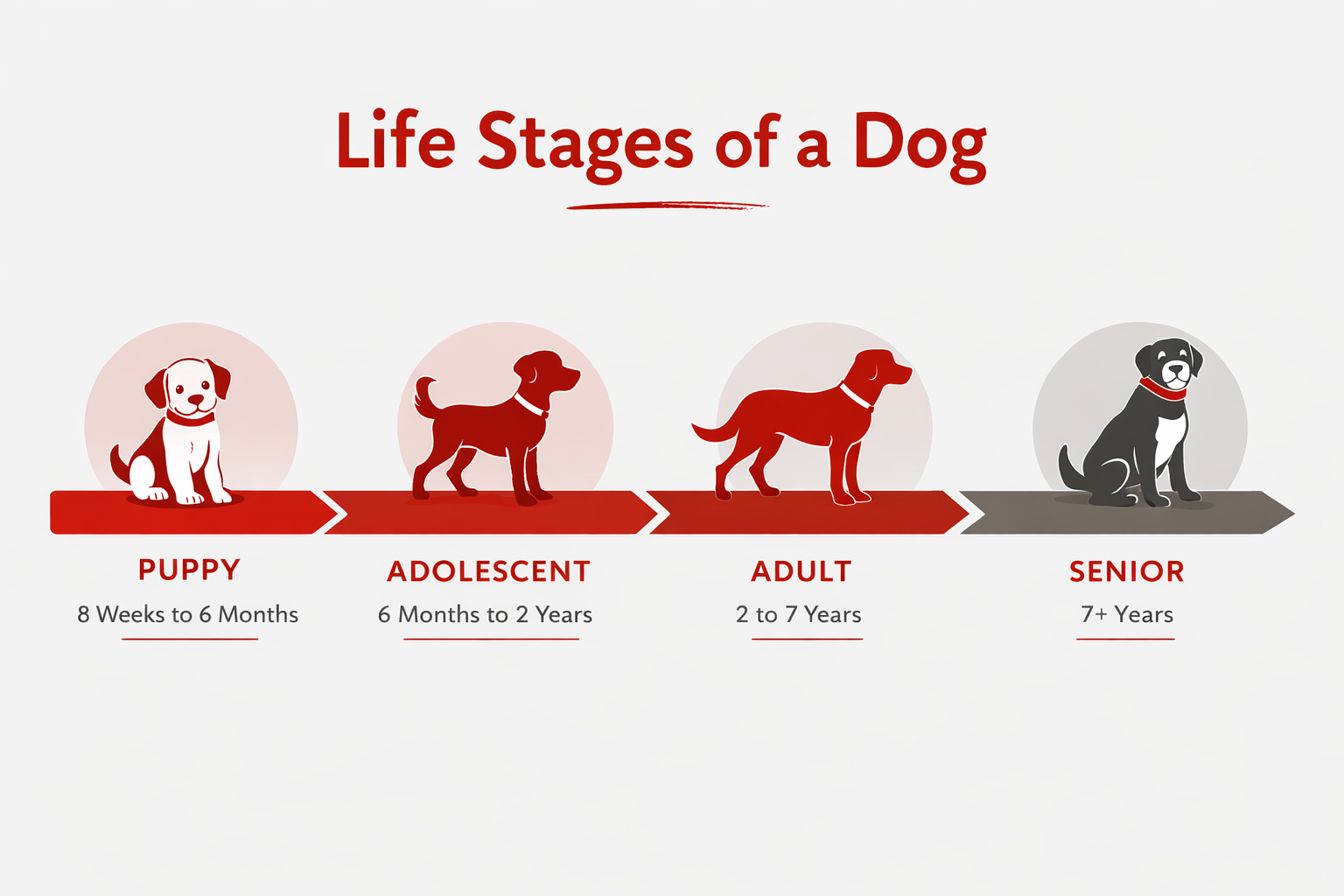 Life Stages of a Dog