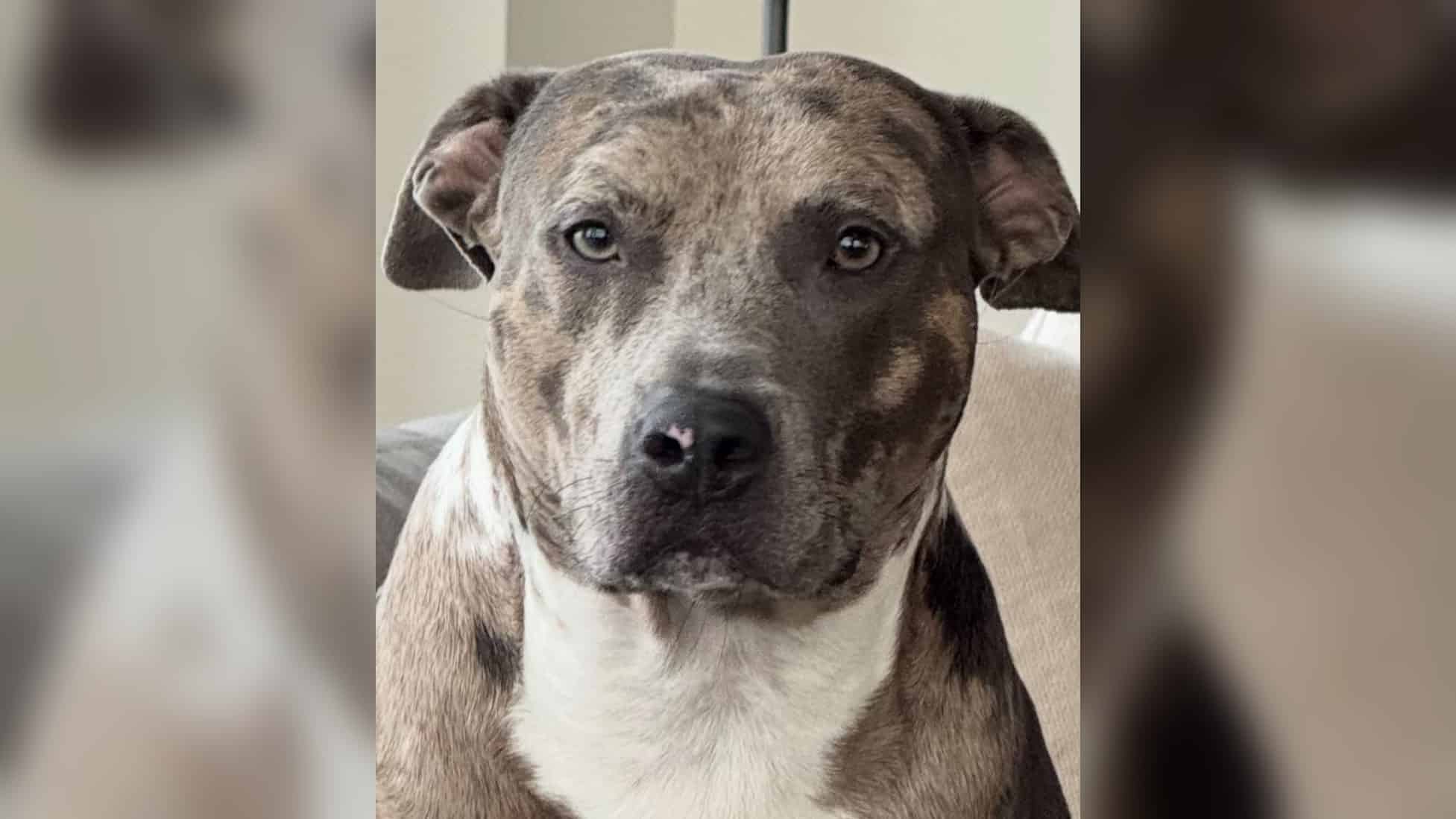 Levon, A three-legged rescue dog