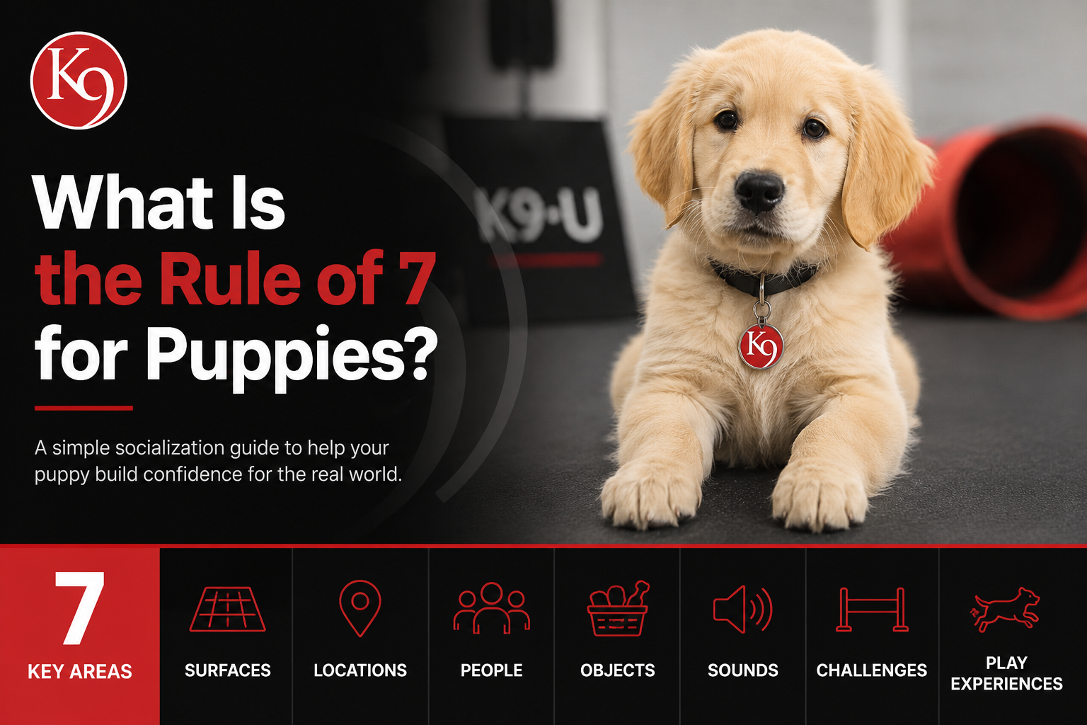 Golden retriever puppy at K9U Chicago with the Rule of 7 socialization categories displayed below.