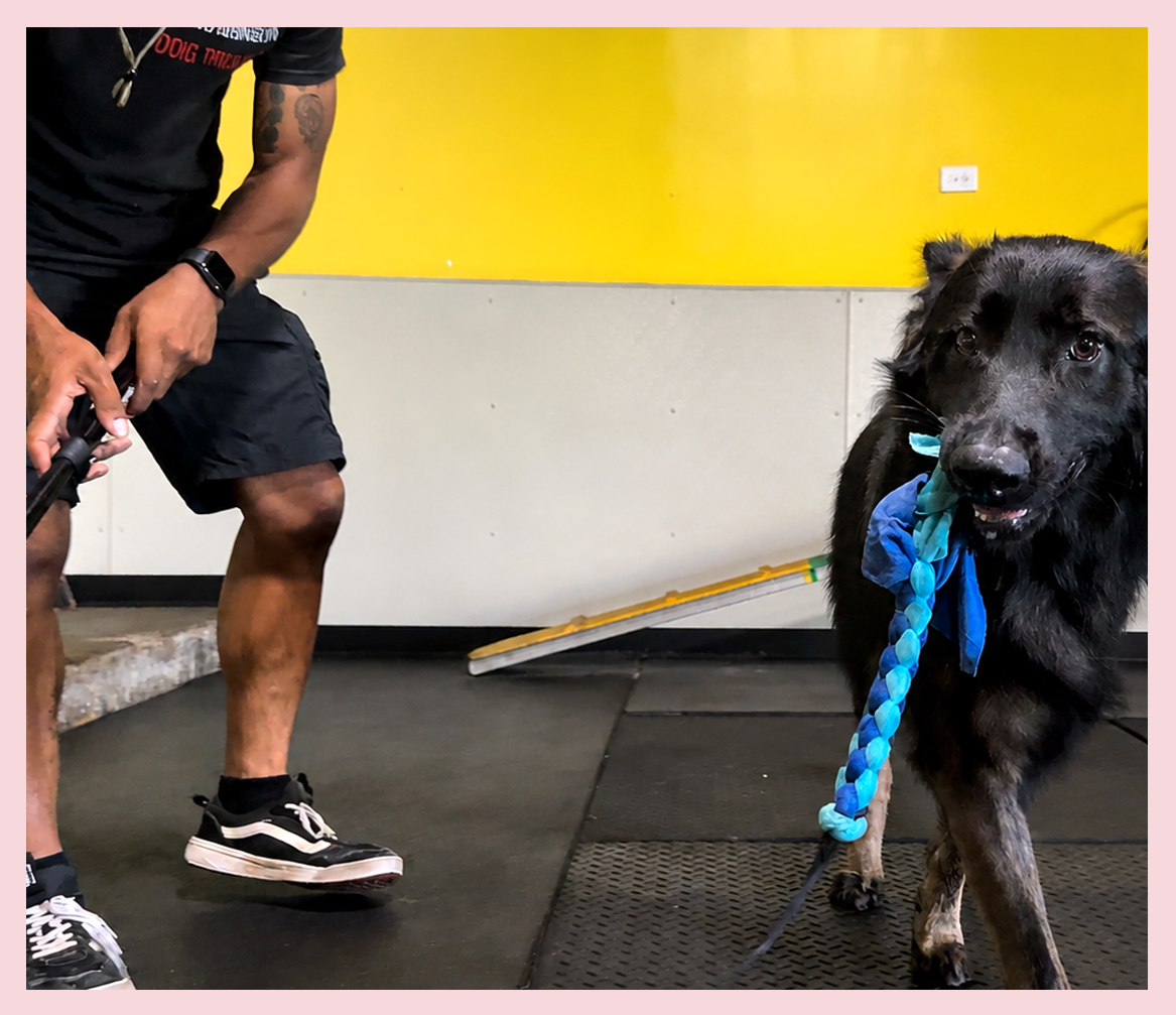 K9U Dog Care Staff